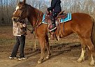 Quarter Horse - Horse for Sale in Locust Grove, VA 22508
