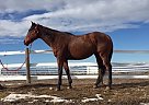 Thoroughbred - Horse for Sale in Erie, CO 80504