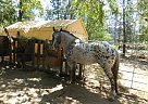 Appaloosa - Horse for Sale in Hayfork, CA 96041