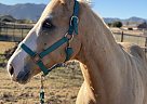 Paint - Horse for Sale in Waddell, AZ 85355