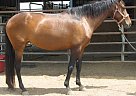 Lusitano - Horse for Sale in Austin, TX 76574