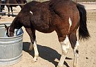 Paint - Horse for Sale in Tonopah, AZ 85354