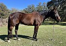 Appendix - Horse for Sale in Lake City, FL 32025