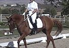 Appaloosa - Horse for Sale in Emmett, ID 