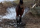 Morgan - Horse for Sale in Magog, QC J1X 3W4