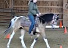 Pinto - Horse for Sale in Punxsutawney, PA 15767