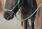 Quarter Pony - Horse for Sale in Coweta, OK 74429