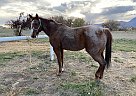 Quarter Horse - Horse for Sale in Mancos, CO 81328