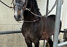 Andalusian - Horse for Sale in South Gate, CA 90280