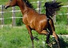 Arabian - Horse for Sale in Strum, WI 