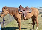 Quarter Horse - Horse for Sale in Krum, TX 76249