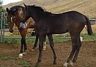 Appendix - Horse for Sale in Emmett, ID 