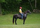 Tennessee Walking - Horse for Sale in Hanover, IL 61041