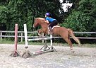 Welsh Pony - Horse for Sale in Potomac, MD 20854