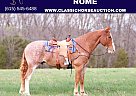 Clydesdale - Horse for Sale in Gerald, MO 63037
