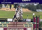 Warmblood - Horse for Sale in SALECREEK, TN 37373