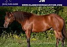 Quarter Horse - Horse for Sale in Collins, OH 44826