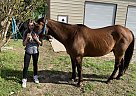 Quarter Horse - Horse for Sale in Edge, TX 75117