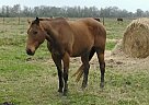 Quarter Horse - Horse for Sale in Rosharon, TX 77583