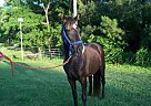 Tennessee Walking - Horse for Sale in Shorter, AL 