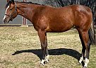 Quarter Horse - Horse for Sale in Gordonville, TX 76245