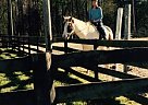 Quarter Horse - Horse for Sale in Greensboro, NC 27455