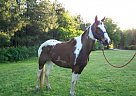 Spotted Saddle - Horse for Sale in Shorter, AL 
