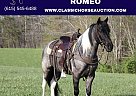 Kentucky Mountain - Horse for Sale in Whitley City Ky, TN 42653