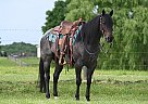 Quarter Horse - Horse for Sale in Dallas, TX 77518