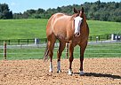 Quarter Horse - Horse for Sale in Longwood, FL 32750