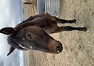 Pony of the Americas - Horse for Sale in Franktown, CO 80116