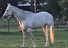 Quarter Horse - Horse for Sale in DeLand, FL 32724