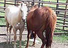 Quarter Horse - Horse for Sale in Pryor, OK 74361