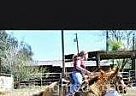 Quarter Horse - Horse for Sale in Oakdale, CA 95361