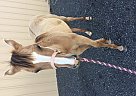 Quarter Horse - Horse for Sale in Oakdale, CA 95361