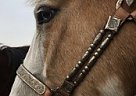 Arabian - Horse for Sale in Woonsocket, SD 57385