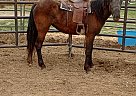 Pony - Horse for Sale in Toppenish, WA 98948