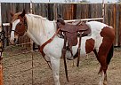 Quarter Horse - Horse for Sale in Comanche, TX 76442