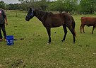 Quarter Horse - Horse for Sale in Bellville, TX 77418