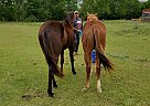 Quarter Horse - Horse for Sale in Bellville, TX 77418