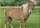 Miniature - Horse for Sale in Hebron, IN 
