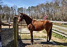 Paso Fino - Horse for Sale in Saluda, VA 23149