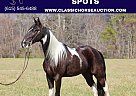 Tennessee Walking - Horse for Sale in Whitley City Ky, TN 42653