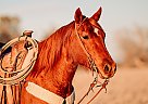 Quarter Horse - Horse for Sale in Fair Oaks Ranch, TX 78015