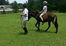Mule - Horse for Sale in Sharpsburg, GA 30277