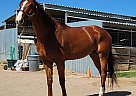 Thoroughbred - Horse for Sale in Phoenix, AZ 85032