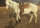 Quarter Horse - Horse for Sale in San Antonio, TX 78217
