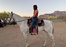 Half Arabian - Horse for Sale in apache junction, AZ 85119-93