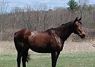 Thoroughbred - Horse for Sale in Albany, NY 12208