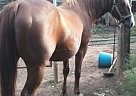 Quarter Horse - Horse for Sale in Clarksville, AR 72830